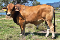 Bull JA-1 For Sale