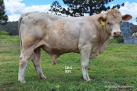 Bull LF-5 For Sale