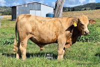 Bull MC-2 For Sale