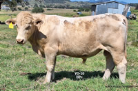 Bull VO-10 For Sale