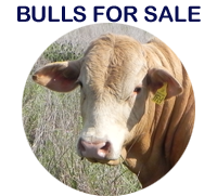 Bunjurgen Charbray bulls for sale