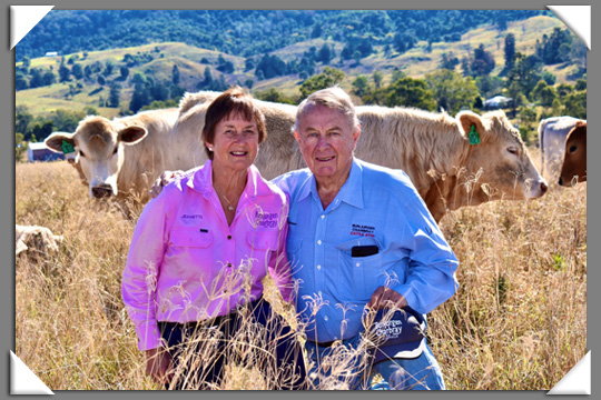 Bunjurgen Charbray Charbray Cattle