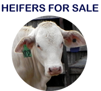 Bunjurgen Charbray heifers for sale