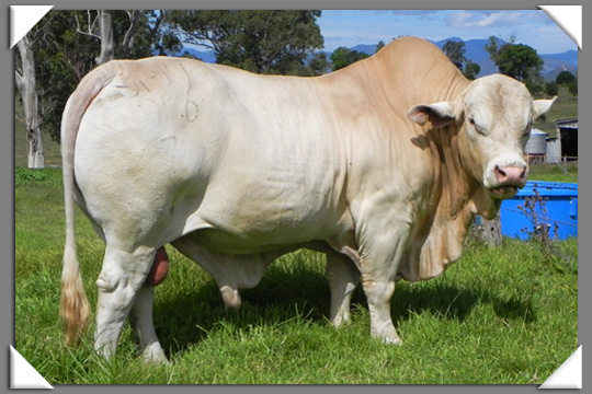 Bunjurgen Charbray Charbray Cattle