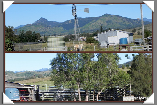 Bunjurgen Charbray Charbray Cattle