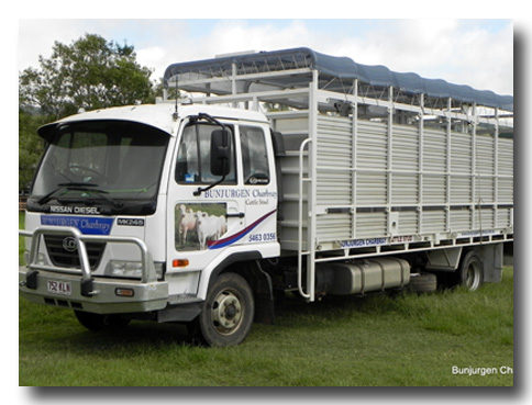 Bunjurgen Charbray Charbray Cattle