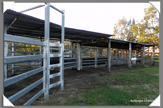Bunjurgen Charbray Charbray Cattle